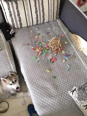 如果養(yǎng)狗可以買保險(xiǎn)的話,我會(huì)選寵物犬破壞房屋險(xiǎn)。