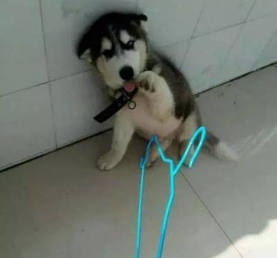 小二哈犯錯向主人賣萌求原諒,真是少見二哈這個樣子啊!_寵物_網